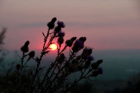 silhouette of the flower on sundownの写真素材