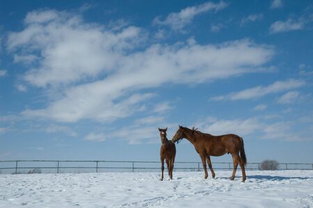 Two horses on a snow field on a background of the blue skyの写真素材