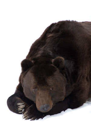 brown bear on white background, insulatedの写真素材