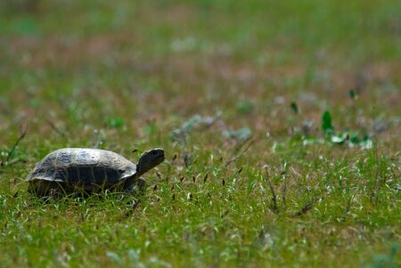 The Terrapin on green meadow
