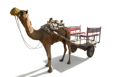 Camel harnessed in an old vehicle, on a white backgroundの写真素材