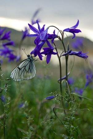 Beautiful butterfly on a dark blue floretの写真素材