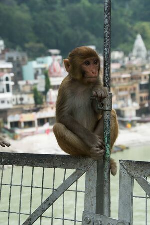 Amusing monkey sit on the pendant bridge