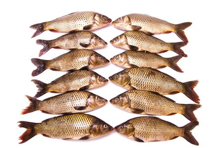 Twelve fresh carps on a white background
