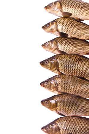 seven fresh carps on white background, place for your textの写真素材