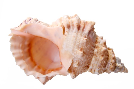  Sea cockleshell on a white background