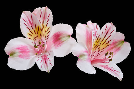 two flowers of Alstroemeria  on a black background, selective focusの写真素材