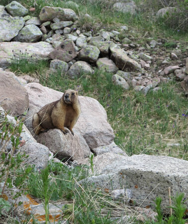 Marmot among the stonesの写真素材