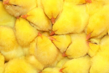    It is a lot of chickens                   の写真素材