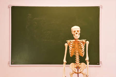 A mock-up of a human skeleton on the background of a blackboard on the wall in a classroom for teaching. Free space for the inscription of the concept text.の写真素材