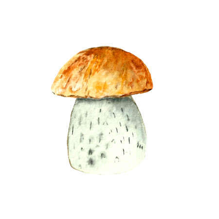 Mushroom in the autumn watercolors, autumn harvestの写真素材