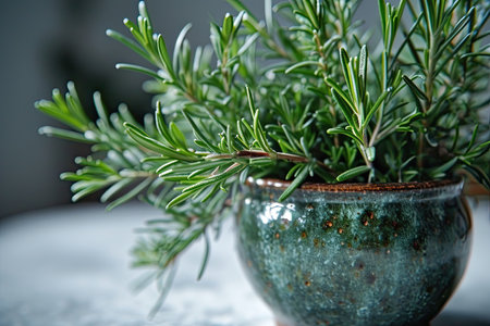 rosemary leaf professional photographyの素材