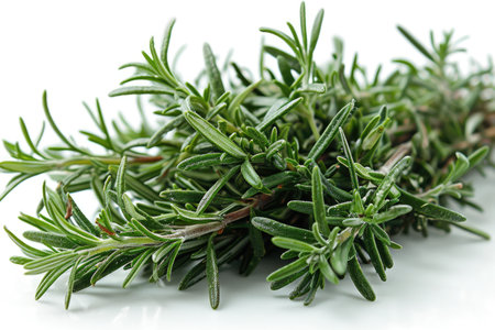 rosemary leaf professional photographyの素材