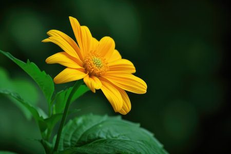 beautiful nature creation professional photographyの素材