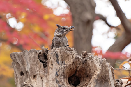 the beauty of nature professional photographyの素材