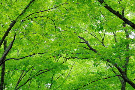 the beauty of universe professional photographyの素材