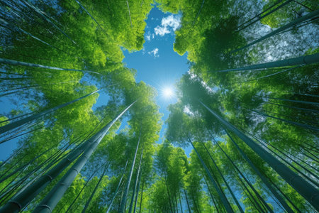 Green and lush bamboo forest professional photographyの素材