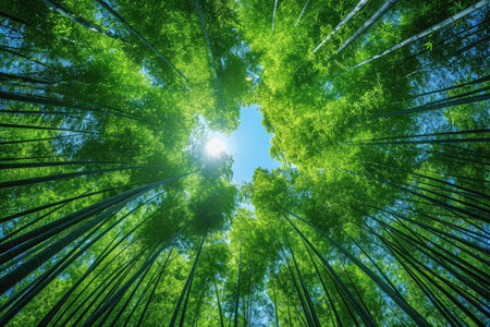 Green and lush bamboo forest professional photographyの素材