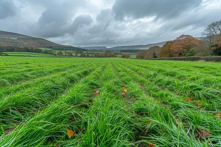 view of a grass field landscape professional photographyの素材