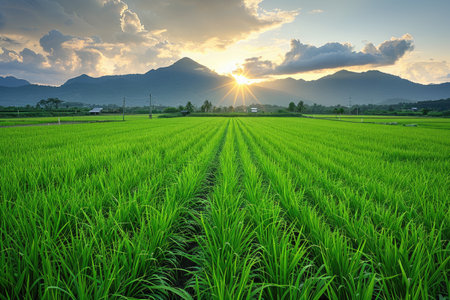 view of a grass field landscape professional photography