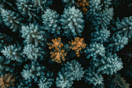 beautiful green forest on a sunny day professional photographyの素材