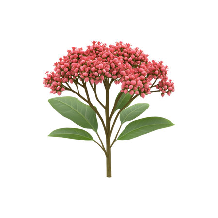 Digitally rendered image of a flowering plant with vivid pink flower clusters and dark green leaves, set against a black background.  The plant appears to be isolated and is detailed.の素材