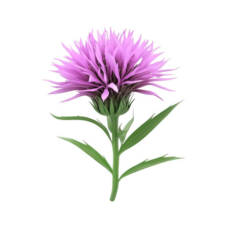 Detailed close-up image of a vibrant purple flower, featuring intricate petals, a green stem, and leaves, all against a black background. The image is perfect for illustrating botanicals or floral designs.の素材