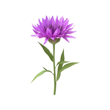 Single, vibrant purple flower with green leaves is depicted against a completely black backdrop. The flower's petals are detailed and the leaves show a realistic texture and shape, suggesting a 3D model or digital illustration.  The high contrast of the dark background accentuates the color and form of the flower and leaves.の素材