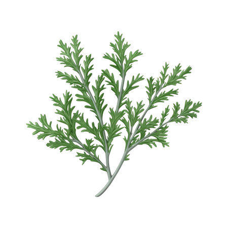 Vibrant, detailed illustration of a sprig of feathery foliage, showing its delicate leaf structure and branch.  The image is a graphic design element isolated on a white background.の素材