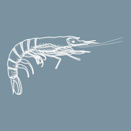 Stylized white shrimp illustration on muted blue background. Clean line art with dotted texture, ideal for marine-themed design or biological visualsの写真素材