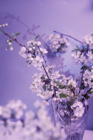 Shadow from a flowering branch of cherry. Graphic lilac background for design presentation.の写真素材