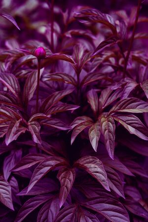 Dark purple background from fresh peony leaves.の写真素材