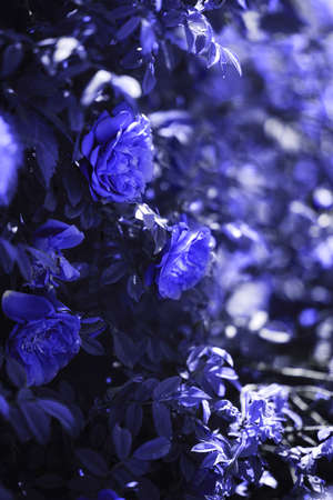 Background with roses in the trending color.の写真素材