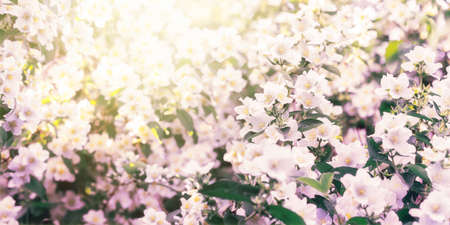 Jasmine flowers bloom in the garden.の写真素材