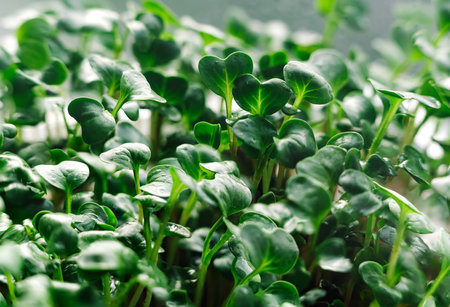 Close-up texture background of fresh microgreen sprouts.の写真素材