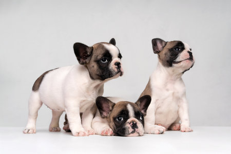 Three cute french bulldog puppies sleep on a bed on a white plaid.の写真素材