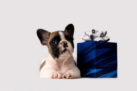 French Bulldog puppy lies near a blue gift box with a bow and looks at the camera on a light background.の写真素材