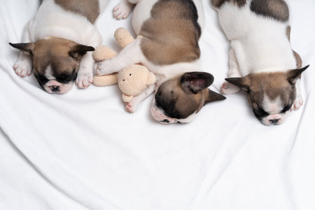 Three cute french bulldog puppies sleep on a bed on a white plaid.の写真素材