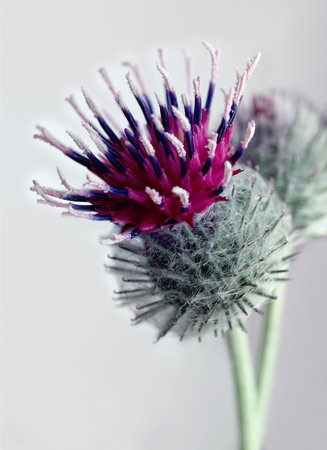 Burdock flowers close-up. Medicinal plant.の写真素材