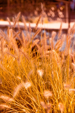 Autumn grass and spikelets under the rays of the sunの写真素材