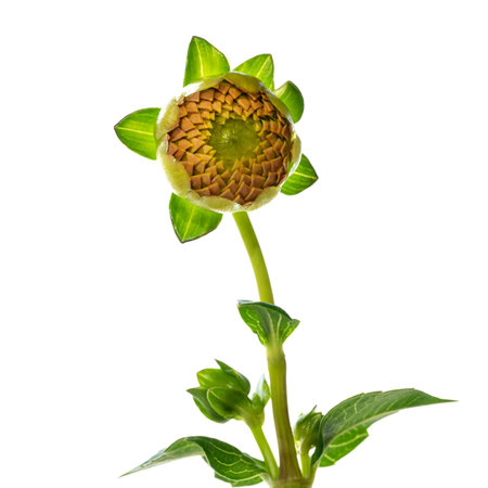 Chrysanthemum sprout with large bud on white backgroundの写真素材