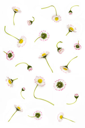 Chamomiles scattered randomly on white backgroundの写真素材