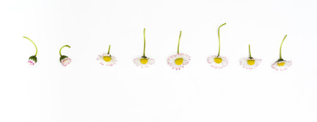 Daisies lie in a row with stems up isolated on white background.の写真素材