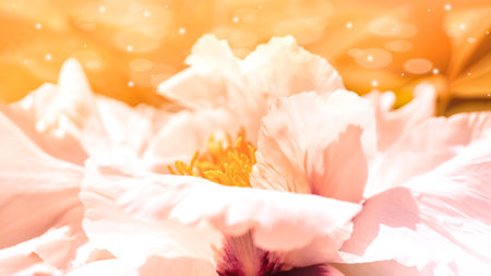 Close-up of blooming peony flower in soft sunlight with glowing orange backgroundの写真素材