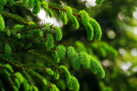 Fresh green spruce branch with new needles