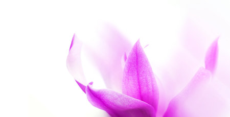Soft focus macro of pink cyclamen petals on bright white backgroundの写真素材