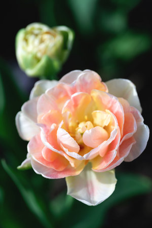 Close-up of blooming double tulip flower in soft peach and yellow shades in gardenの写真素材
