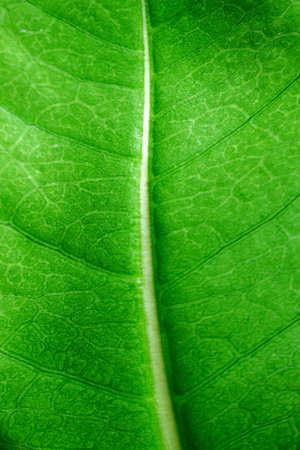 Macro photo of green leaf underside with visible veins