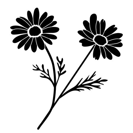 Black-and-white silhouette of chamomile (Matricaria chamomilla) vector, ideal for pattern, decor, design, and natural cosmetic or wellness uses also.のイラスト素材