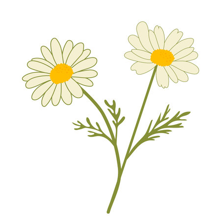 Vector illustration of chamomile (Matricaria chamomilla) with stem and leaves on white background, perfect for design, decor, cosmetics, and wellnessのイラスト素材